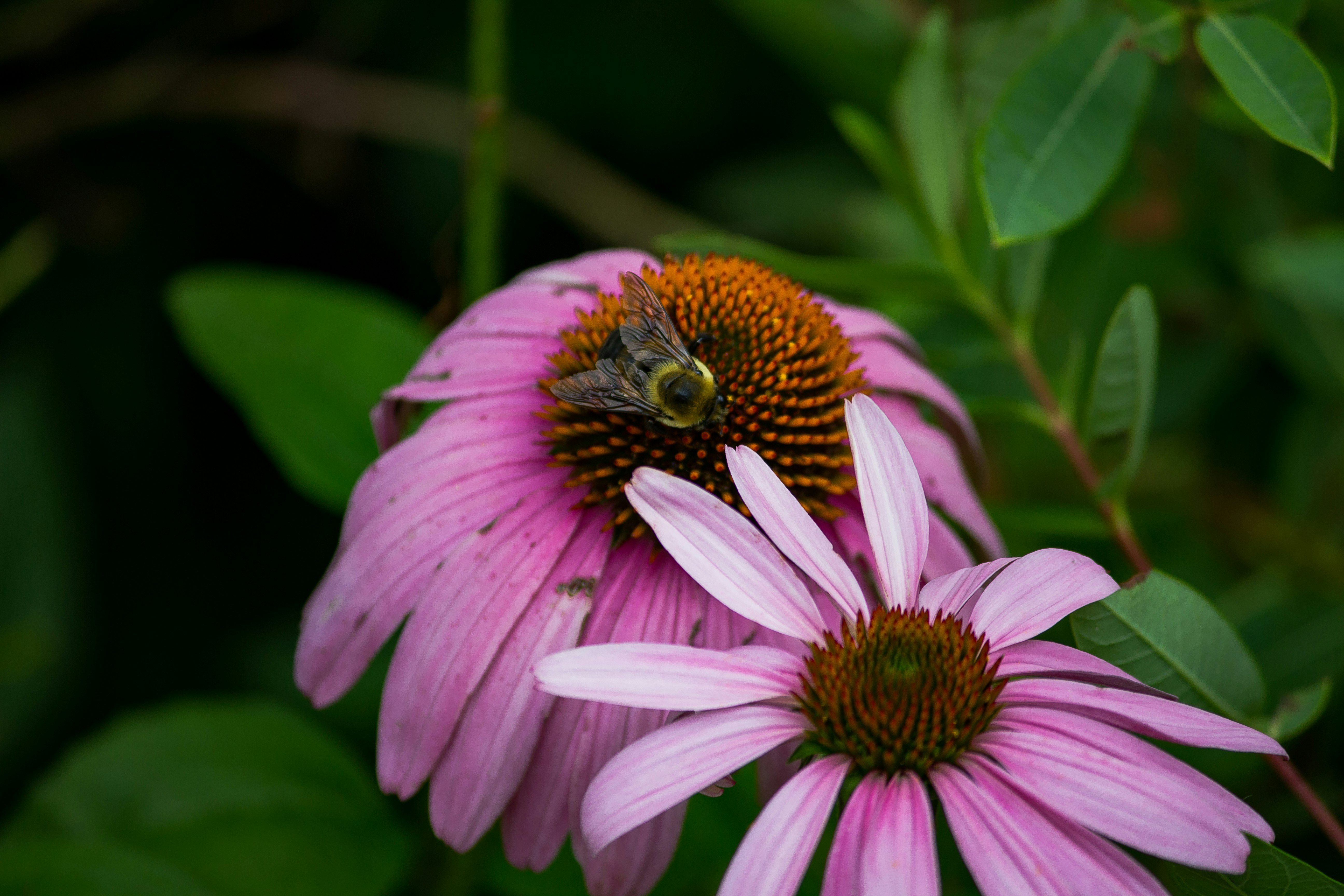 pink and yellow flower in tilt shift lens